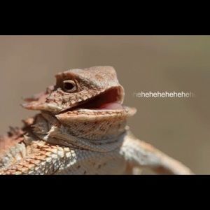 Meet your Posher, Rene